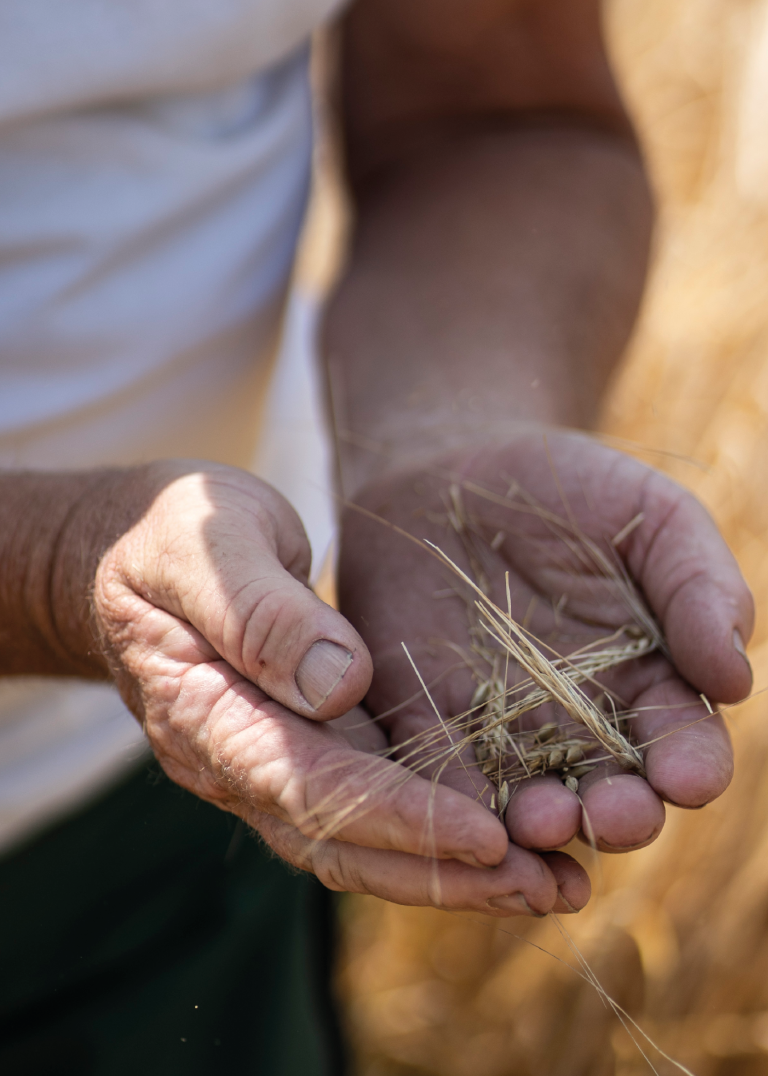 Farm open days